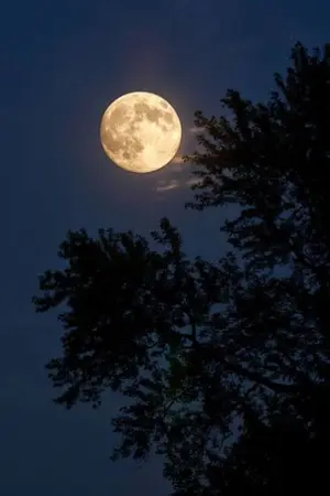 ปกนิยาย สลับนายกลายเป็นฉัน (Moon Overlap Moon)