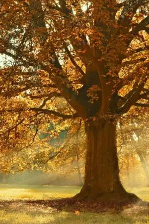 ปกนิยาย เรซิเน่225