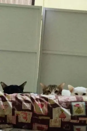 ปกนิยาย 5แมวบ้ากับทาสหัวจะปวด