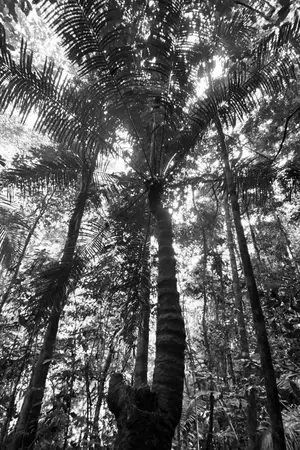 ปกนิยาย เงาจากไพรลึก