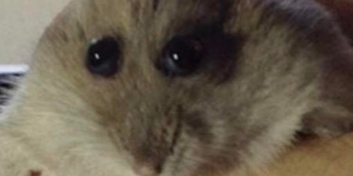 ปกคอลเล็กชัน hampter