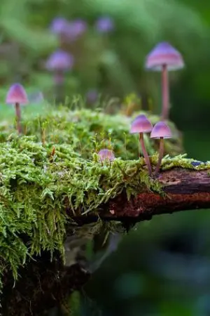 ปกนิยาย ยินดีต้อนรับลอร์ดทุกท่าน