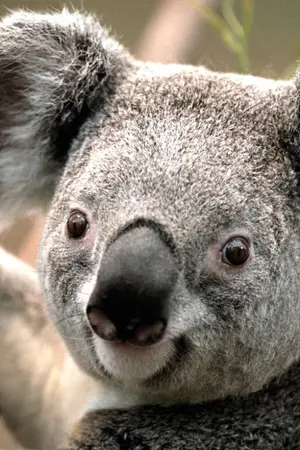 ปกนิยาย KUYLEK