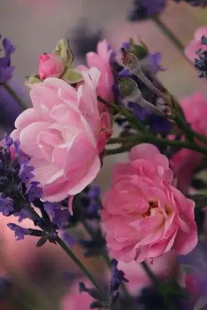 ปกนิยาย ความกร่ำไหม้ของชีวิตจะเผาเราให้เป็นถ่าน