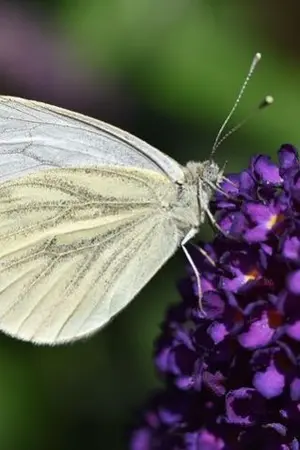 ปกนิยาย เมื่อหัวใจมีปัญหาเราก็พึ่งสาโท