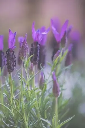 ปกนิยาย ผู้หญิงเค้าไม่เสียน้ำตาให้กับชู้หรอก