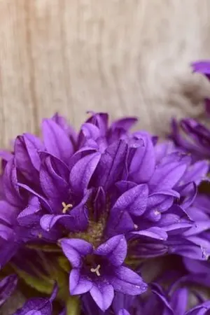 ปกนิยาย ฉันจะทำอย่างไรดีเมื่อเค้าบอกว่าผมขอมีผู้หญิงเพิ่มอีกหนึ่งคน