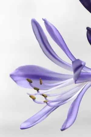 ปกนิยาย เรื่องที่ผู้ชายชอบทำคือแอบเปิดกระโปรงผู้หญิง