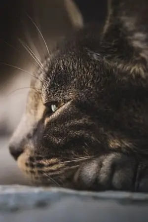 ปกนิยาย โชคดีที่มีพื่อนอย่างเธอ