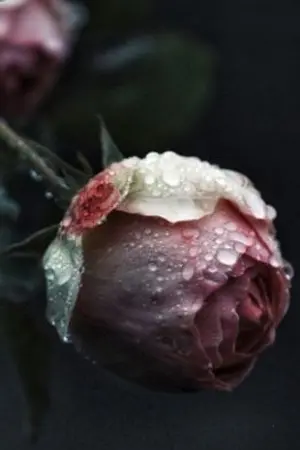 ปกนิยาย ต้องคำสาบรักกุหลาบแดง