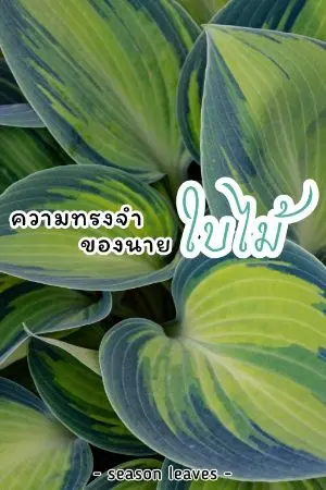 ปกนิยาย