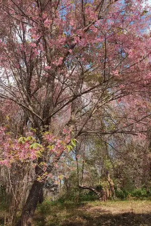 ปกนิยาย อุบัติในรอยรัก