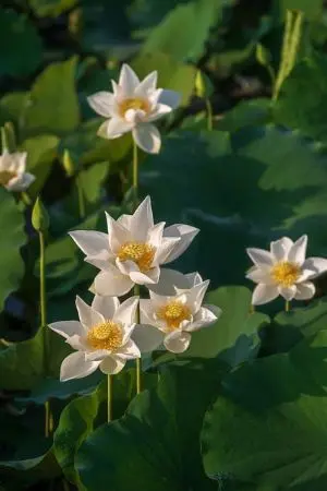 ปกนิยาย ข้าคือหลานสาวของท่านหมอเทวดา