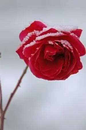 ปกนิยาย รักหมดใจให้นายจอมเซ่อ