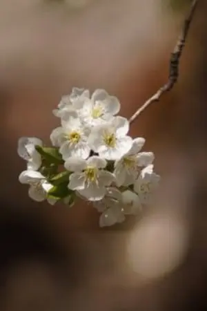 ปกนิยาย ถ้าเกิดว่า....