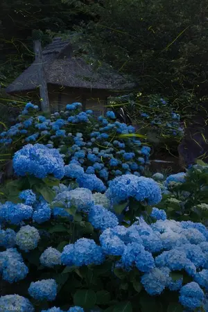 ปกนิยาย philophobia กลัว(ไม่)รักเธอ