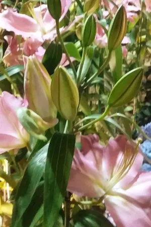 ปกนิยาย บักทึกชะตา จิวซือ