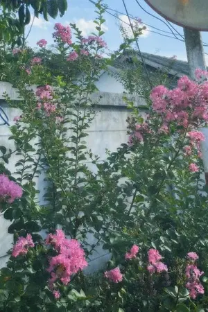 ปกนิยาย Achoo! แพ้รักให้กับคุณหมอ