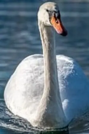 ปกนิยาย รักที่....ทรมาน