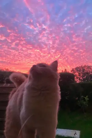 ปกนิยาย เมื่อผมกลายเป็นแมวเหมียวของมาเฟีย