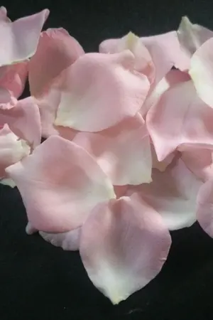 ปกนิยาย Snowflake สู่โลกแฟนตาซี (อ่านฟรี)