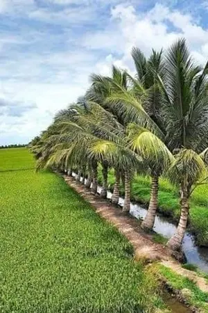 ปกนิยาย สิงห์ใหญ่ลำพระเพลิง