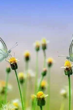 ปกนิยาย คุณภรรยาของท่านประธาน