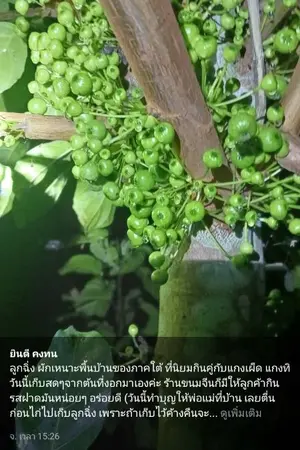 ปกนิยาย ชีวตเด็กบ้านนอก