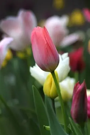 ปกนิยาย ผูกรักไร้หัวใจ