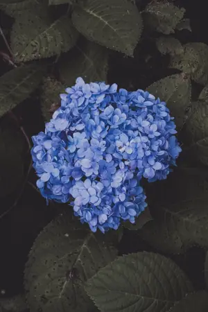 ปกนิยาย Hydrangea (omegaverse- mpreg)