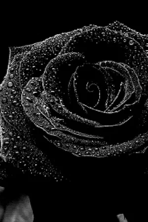 ปกนิยาย ห้วงรัตติกาล (Y)