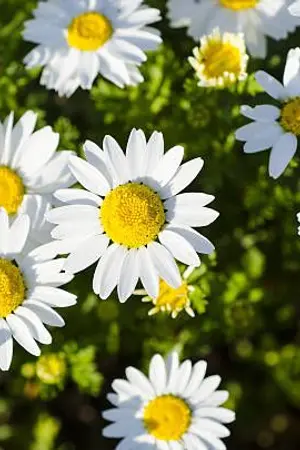 ปกนิยาย บันทึกรักเทียนหลง