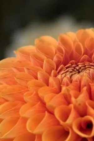 ปกนิยาย สี่สาว ทะลุมิติมาต่างโลก