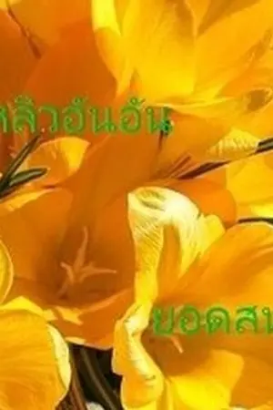 ปกนิยาย