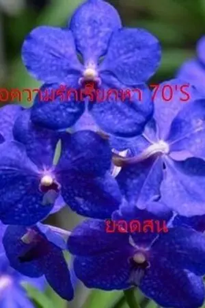 ปกนิยาย เมื่อความรักเรียกหา 70'S (มี E-Book)