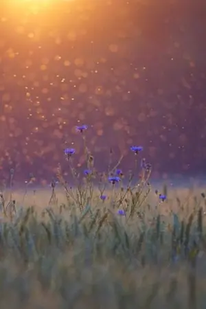 ปกนิยาย Who am I อาทิตยา