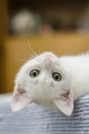 ปกนิยาย แมวขาวครองโลก