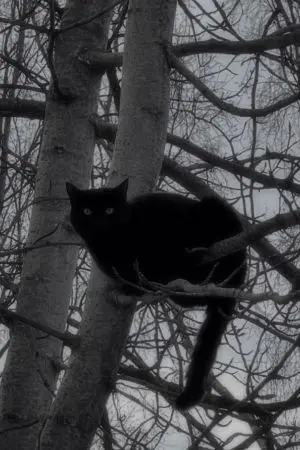 ปกนิยาย [vampire verse] TO NIGHT.