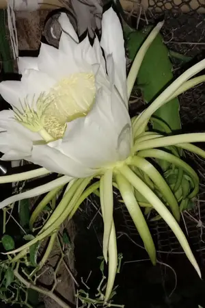 ปกนิยาย ทะลุมิติพลิกชีวิต