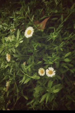 ปกนิยาย ความรัก ดอกไม้และสายลม