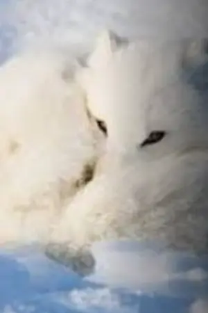 ปกนิยาย หมาป่าโชคร้ายกับนายท่านหมวกแดง