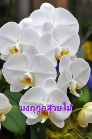 ปกนิยาย มุงกุฎกล้วยไม้ 