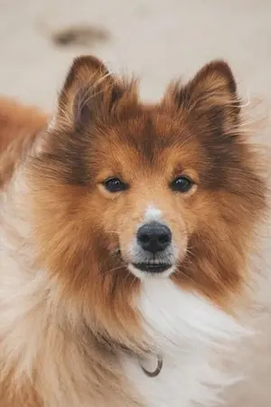 ปกนิยาย น้องน้ำตุ่น