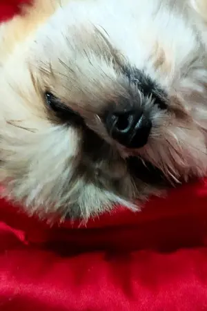 ปกนิยาย หมาฉัน มีเรื่องเล่า