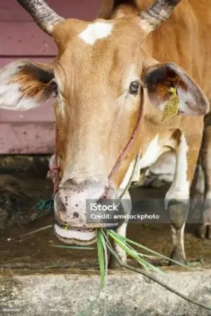 ปกนิยาย ตำนานวัว4ขา