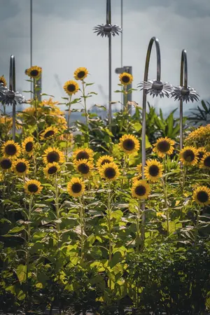 ปกนิยาย Somethings in my backyard