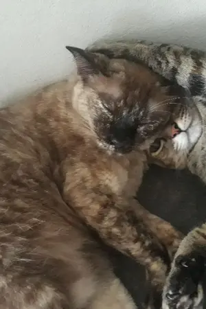 ปกนิยาย ถึงเหล่าแมวจร โปรดช่วยใจดีกับแมวของฉัน