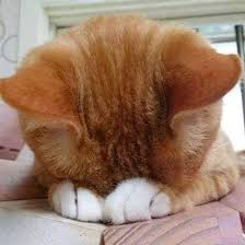 ก้มกราบวันทากุขอให้ทาสกลับบ้านมาไวไว... - มีแมวเหมียวเต็มไปหมด | Facebook