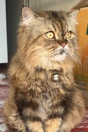 ปกนิยาย ทะลุมิติ 80 แต่งงานกับนายทหารสุดหล่อ