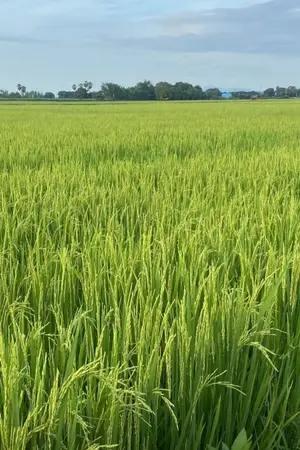 ปกนิยาย เรื่องเล่าของมุกลิน